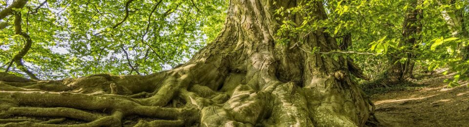 Aufbruch nach innen – Die „Große Heldenreise“ als Entwicklungsweg