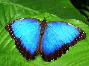 Schmetterling blau
